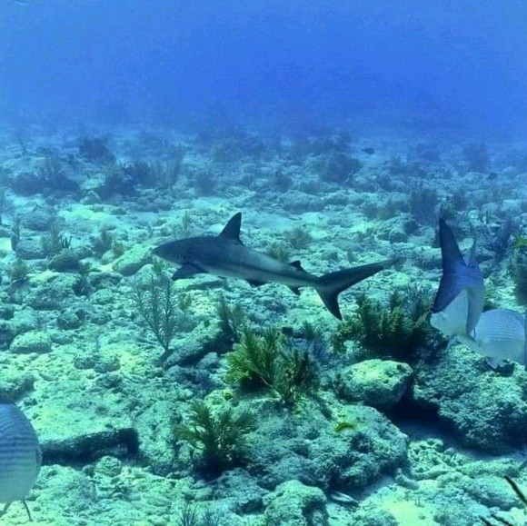 Meet your Posher, David - Picture 1 of 1